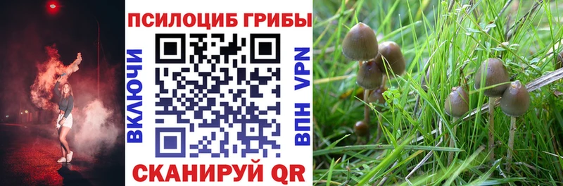 Псилоцибиновые грибы Cubensis  сколько стоит  Знаменск 